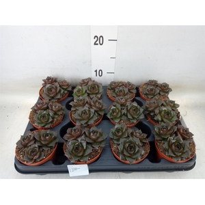 Echeveria purpusorum