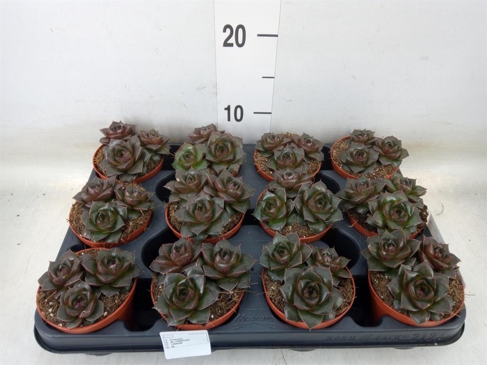 <h4>Echeveria purpusorum</h4>