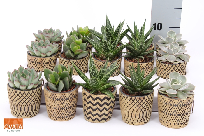 <h4>SUCC GEM 5 SRT</h4>