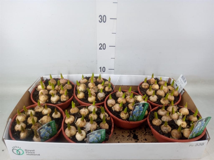 <h4>Muscari  'Esther'</h4>