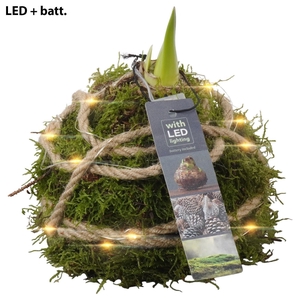 Arr.  Hippeastrum  L%