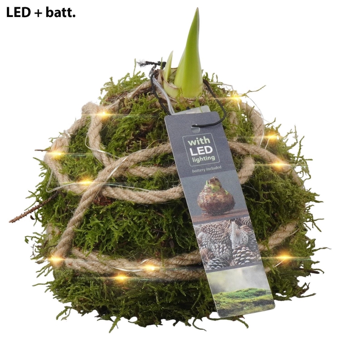 <h4>Arr.  Hippeastrum  L%</h4>