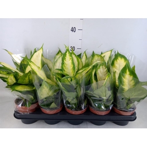 Dieffenbachia  'Camilla'