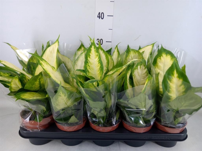 <h4>Dieffenbachia  'Camilla'</h4>