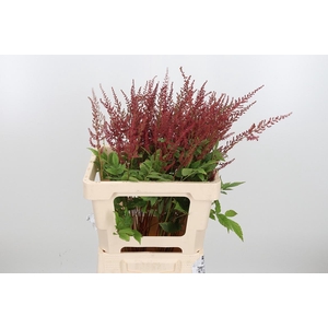 Astilbe Paul Gaarder