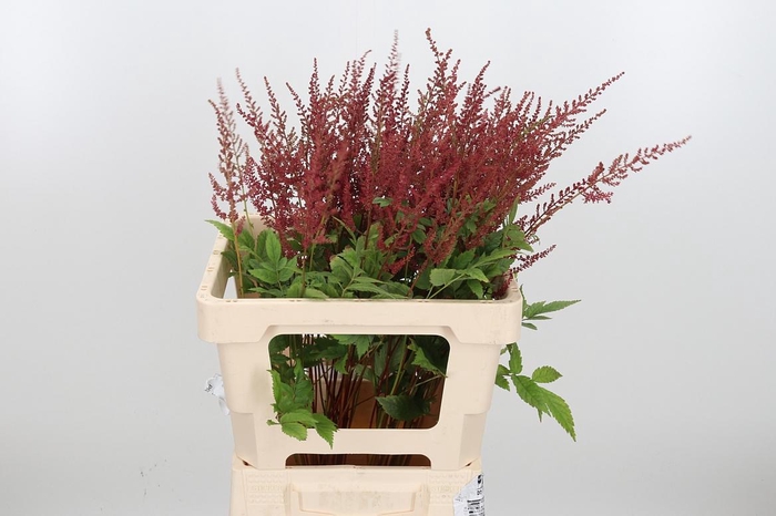 <h4>Astilbe Paul Gaarder</h4>