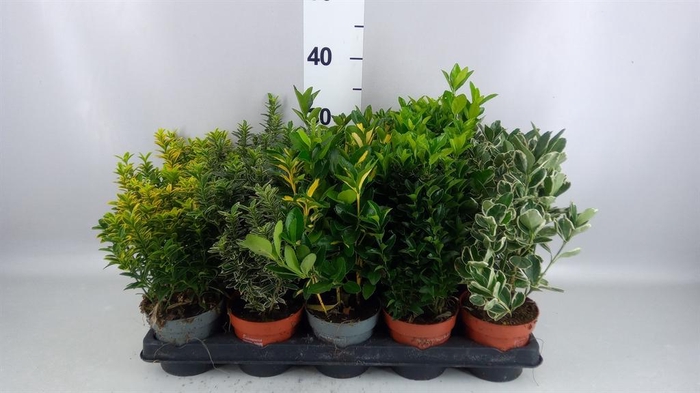 <h4>Euonymus japon.   ...mix</h4>
