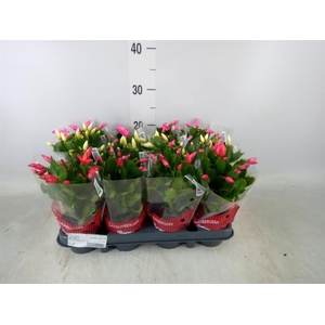 Schlumbergera   ...mix 3