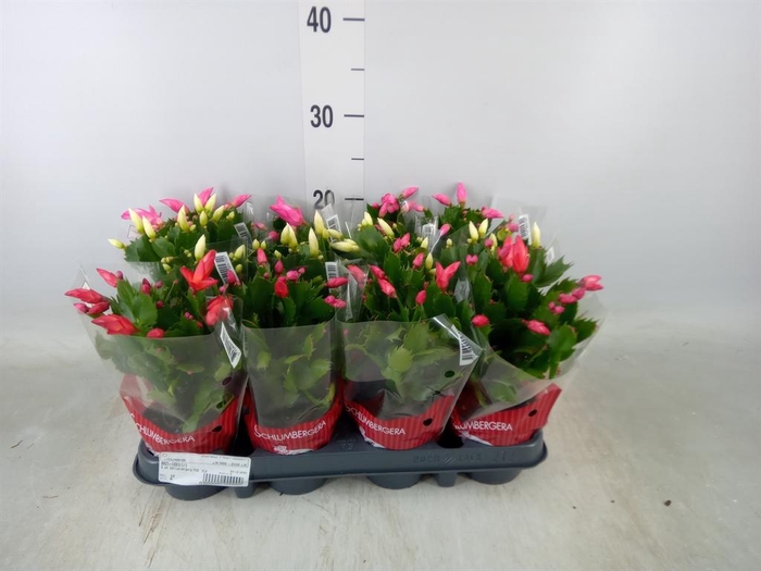 <h4>Schlumbergera   ...mix 3</h4>