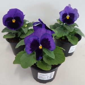 Viola grootbloemig blue met oog