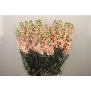 Matth Iron * Premium* Apricot