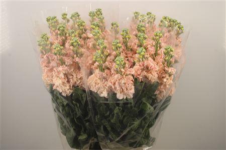 <h4>Matth Iron * Premium* Apricot</h4>