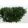 Ruscus aculeatus   ...groot blad