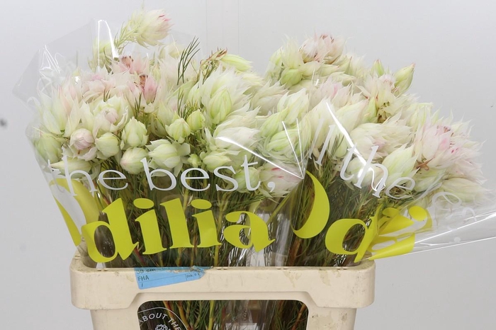 <h4>Blushing Bride 4/6 Flowers</h4>