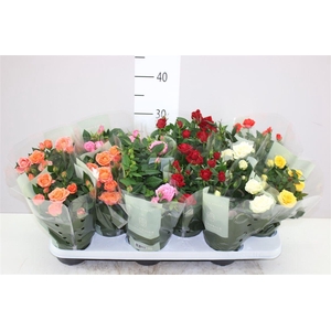 Rosa Kordana Gemengd