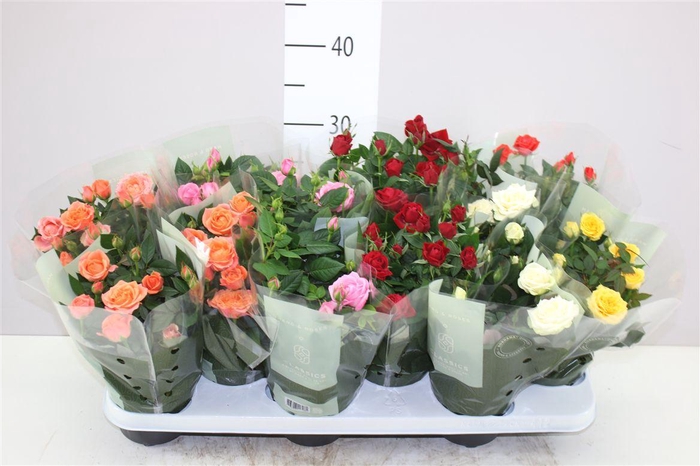 <h4>Rosa Kordana Gemengd</h4>