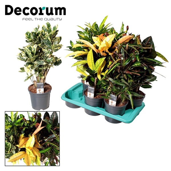 Croton vertakt gemengd 5-6 soorten (Decorum)
