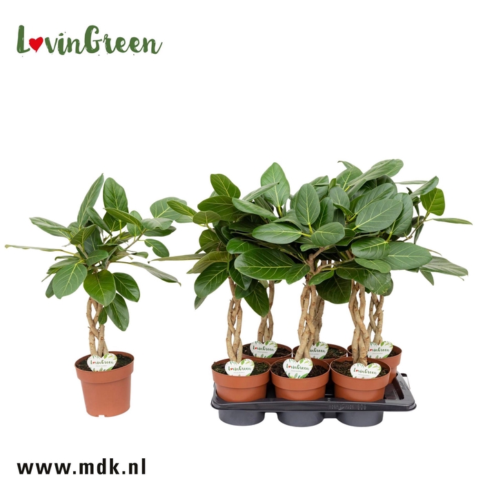 <h4>Ficus Altissima</h4>