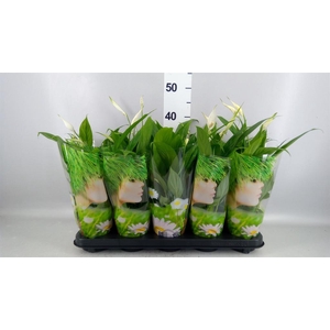 Spathiphyllum  'Alana'