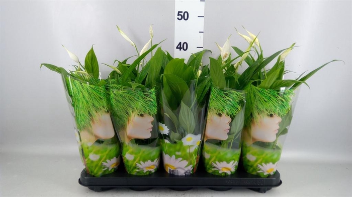 <h4>Spathiphyllum  'Alana'</h4>