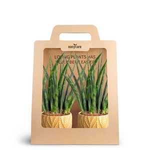 2-Pack Leaf Tangerine Fernwood P7