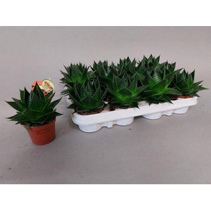 ALOE COSMO