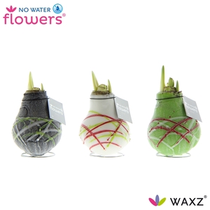 No Water Flowers Waxz® Art Picasso