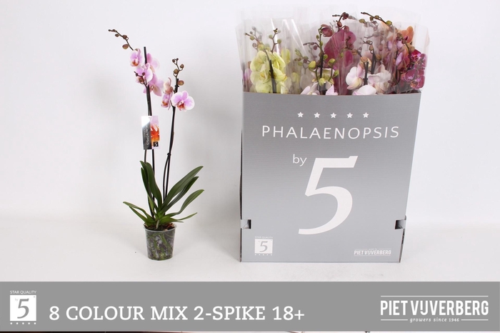 <h4>PHAL GEM 8 KL</h4>