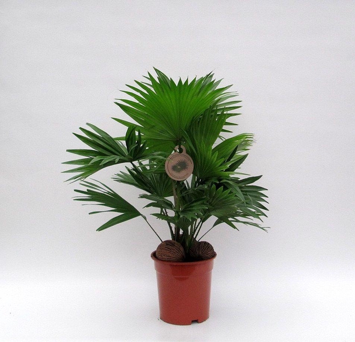 <h4>Livistona met 3 kadulnoten</h4>