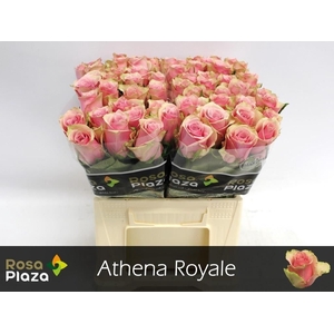 Rs gr Athena Royale