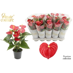 Anthurium 12 cm Aroha in Haute Couture sleeve