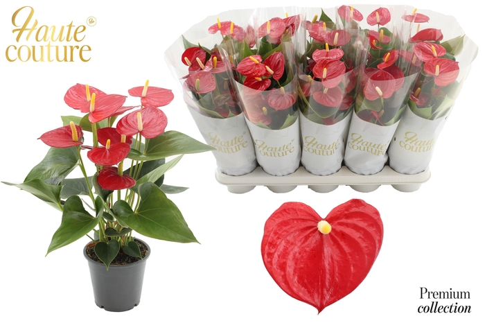 <h4>Anthurium 12 cm Aroha in Haute Couture sleeve</h4>