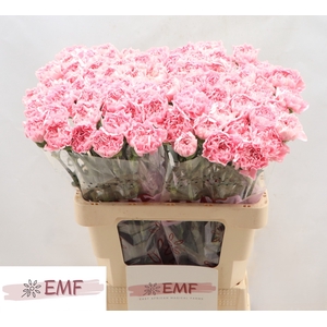 Di St Julia EMF