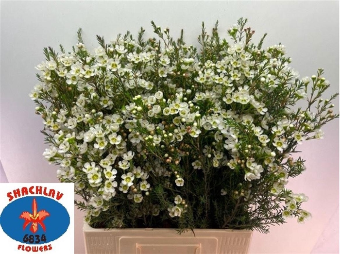 <h4>CHAME ME SIRIUS</h4>