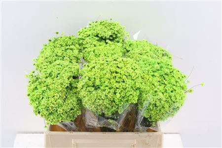 Dried Glixia Light Green Bunch