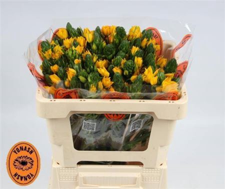 <h4>Ornit Db Yellow Asa</h4>