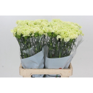 Dianthus St Lady Moe