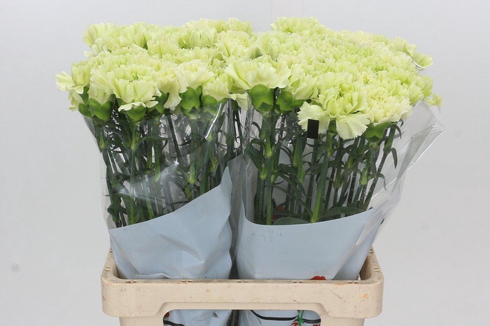 <h4>Dianthus St Lady Moe</h4>