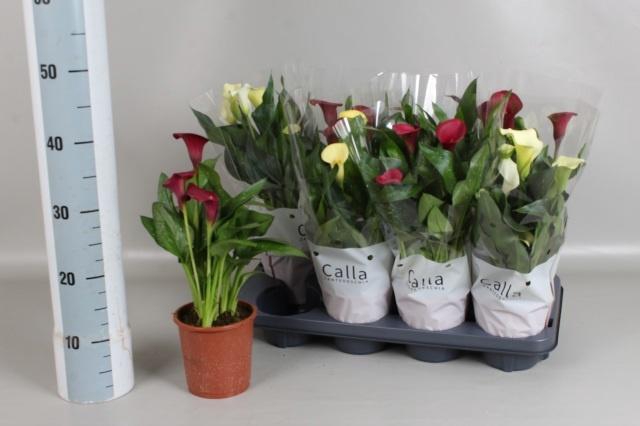 <h4>ZANT GEM 4 KL</h4>