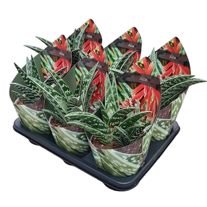 ALOE VARIEGATA - POT Ø 14 WITH POTCOVER (SUCCULENTEN)