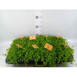 Pilea depressa