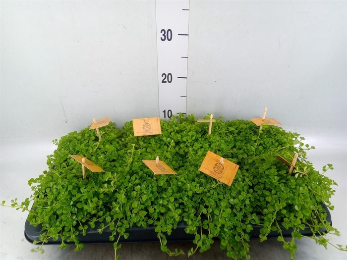 <h4>Pilea depressa</h4>
