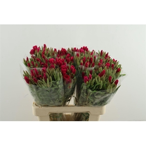 Clarkia (godetia) Cherry