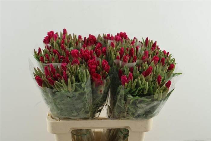 <h4>Clarkia (godetia) Cherry</h4>