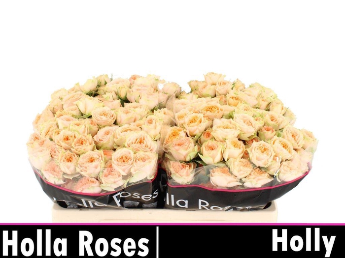<h4>Rosa spray holly</h4>