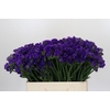 Limonium sinuatum Navy Sun Birds