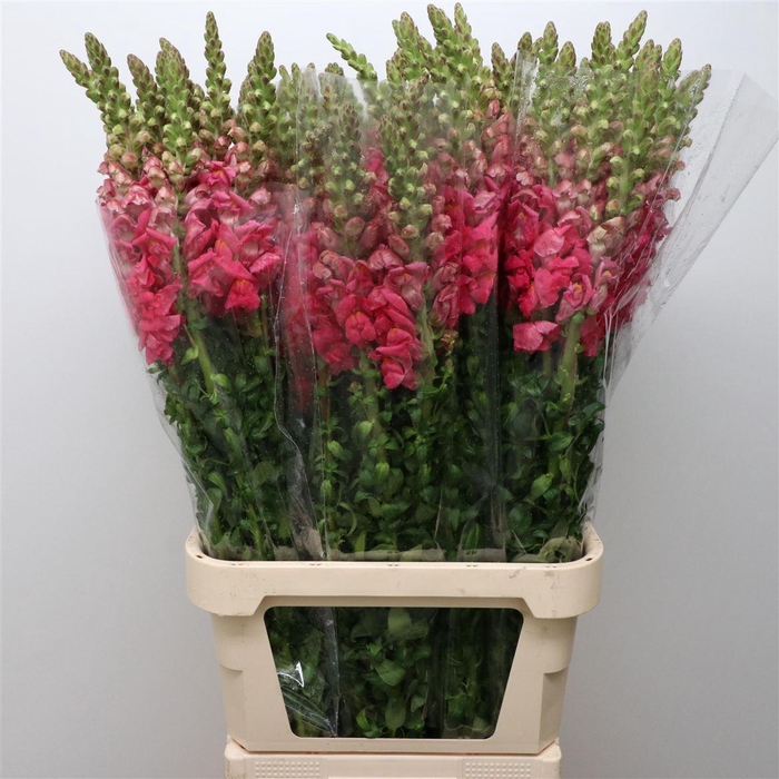 <h4>Antir Op Pink</h4>