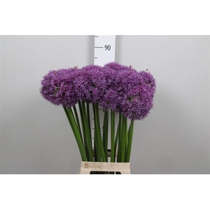 Allium Globemaster