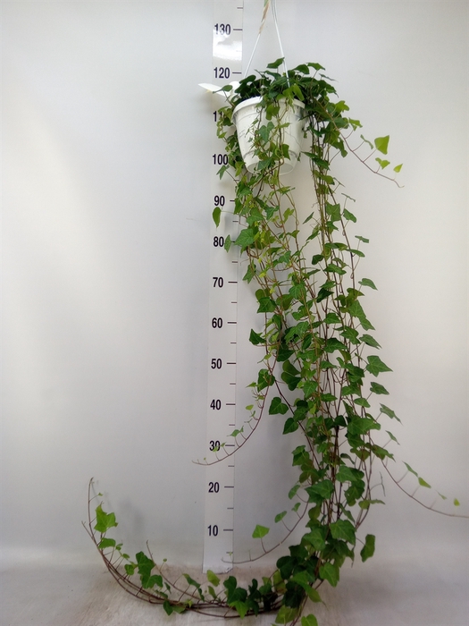 <h4>Hedera helix 'Anna'</h4>