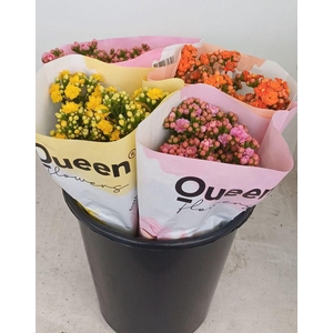 Kalanchoe mix